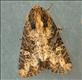 2343x (73.1695)<br>Common Rustic agg.